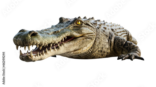 crocodile isolated on transparent background