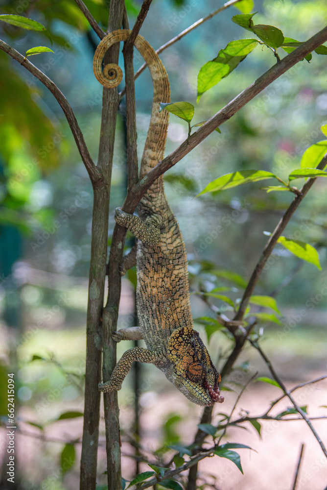 Obraz premium Calumma brevicorne, the short-horned chameleon, is a species of chameleon endemic to Madagascar