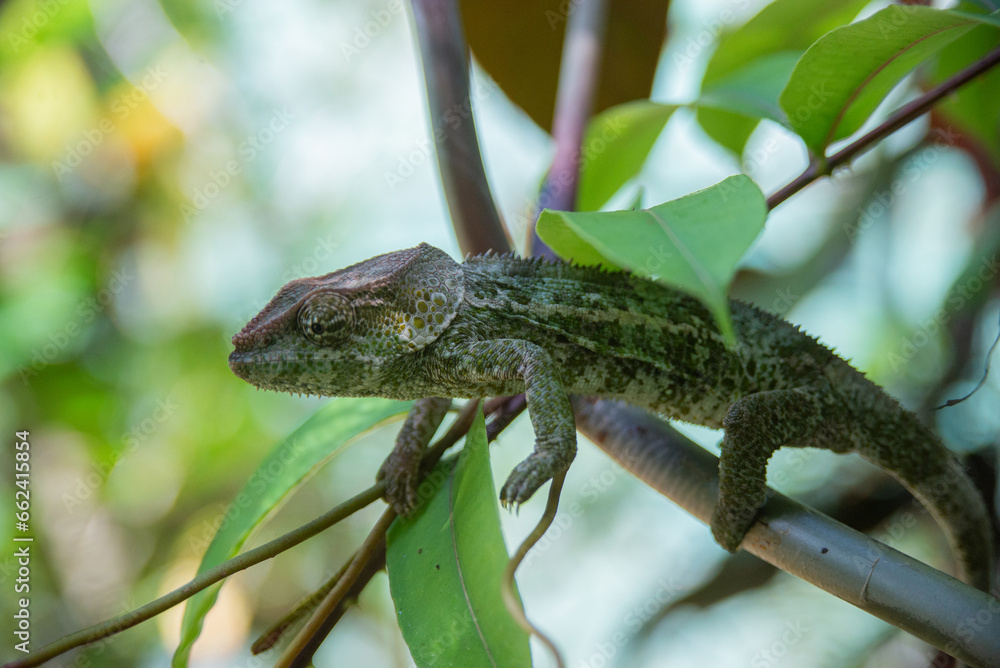 Calumma brevicorne, the short-horned chameleon, is a species of chameleon endemic to Madagascar Calumma brevicorne, the short-horned chameleon, is a species of chameleon endemic to Madagascar
