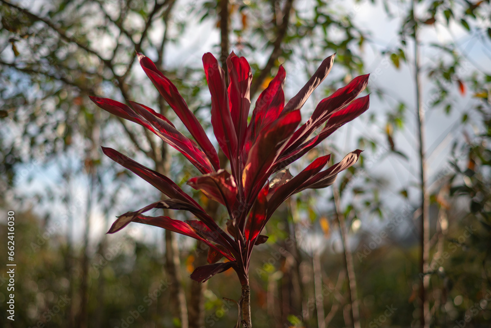 Ti plant or Cordyline fruticosa is an evergreen flowering plant Ti plant or Cordyline fruticosa is an evergreen flowering plant