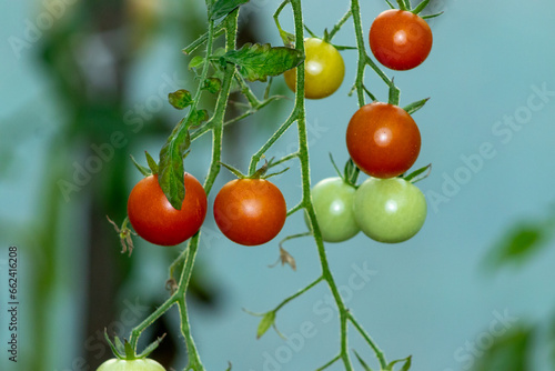 Vibrant cherry tomatoes, growing rich in vitamins, on the bush. photo