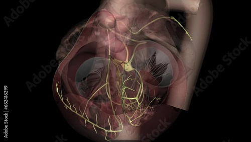 The network of nerves supplying the heart is called the cardiac plexus . photo