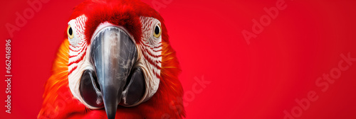 Beautiful macaw parrot bird on red background, wide horizontal panoramic banner with copy space, or web site header with empty area for text.