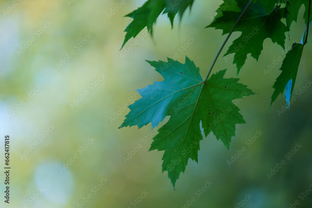 Autumn colored leaves on a maple branch. Autumn colored leaves on a maple branch.
