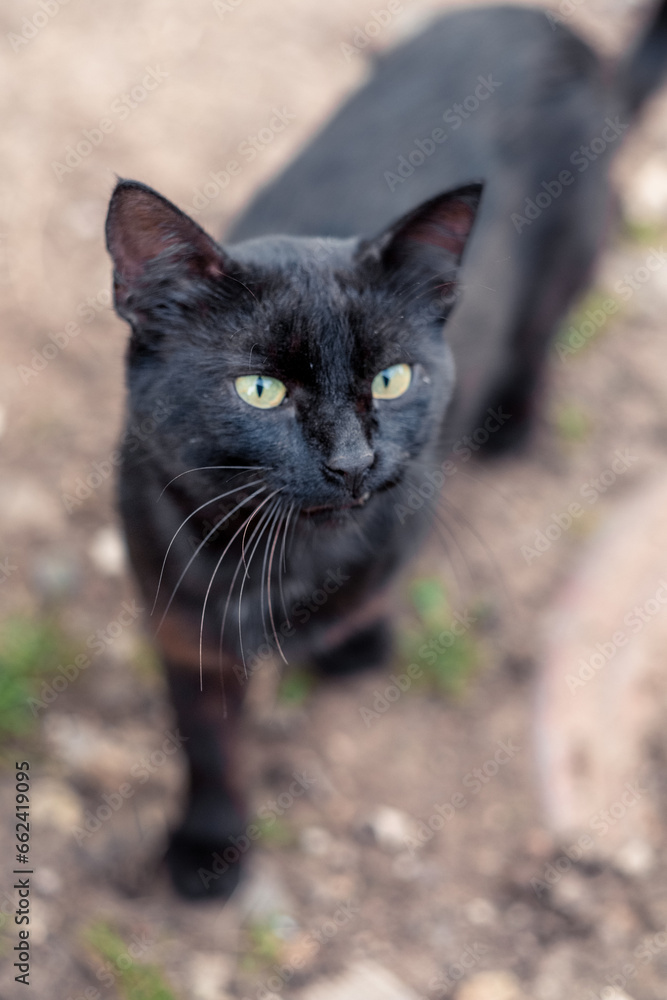portrait of a street black cat with green eyes walking along the street in the village