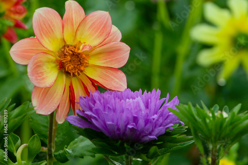 pink and yellow flowers