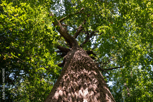 The trunk of a huge king oak in the forest at sunrise. photo