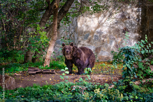 Wild bear in the zoo looks at visitors