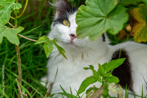 Gato no jardim olhando para cima photo