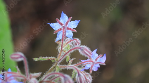 Photography Blue Star