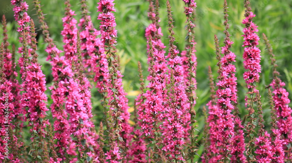 Obraz premium Pink Flowers