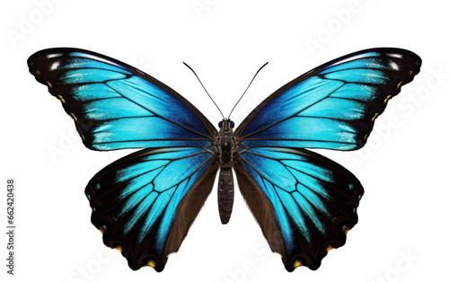 Butterfly Realistic Closeup of a Roaring Night Hunter on a Clear Surface or PNG Transparent Background.