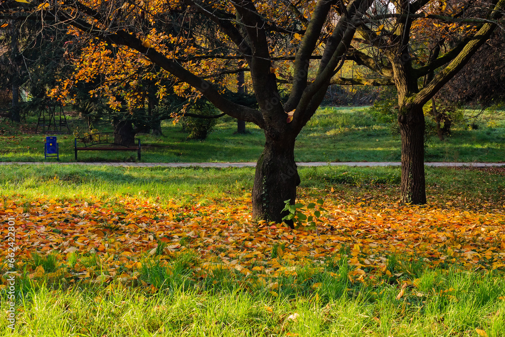 urban park in autumn. nature scenery with trees fall colors. fallen foliage on the green grass. bench near the foot path. sunny morning urban park in autumn. nature scenery with trees fall colors. fallen foliage on the green grass. bench near the foot path. sunny morning