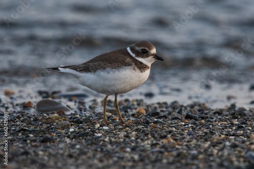 Semipalmated Plover at Lamoine Beach.