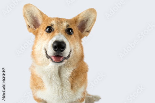 welsh corgi dog smiling on a white background © Oksana Arhangelova