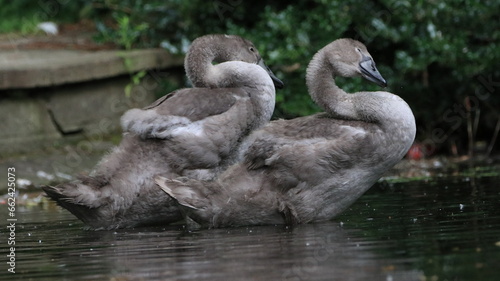 Canvas Print Twin Cygnets
