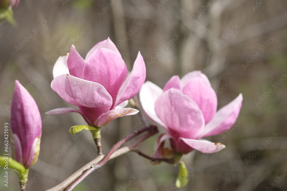 Two purple magnolia flowers on the background of gray branches. Two purple magnolia flowers on the background of gray branches.