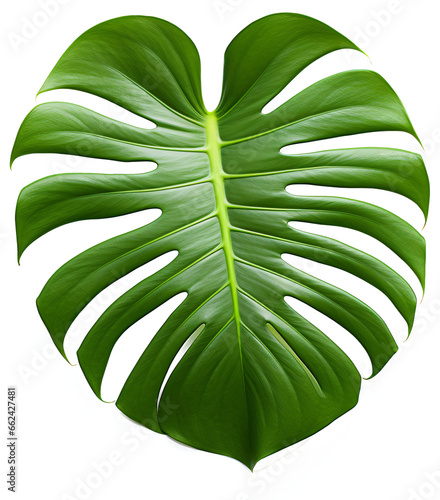 Monstera leaf isolated on transparent background, PNG