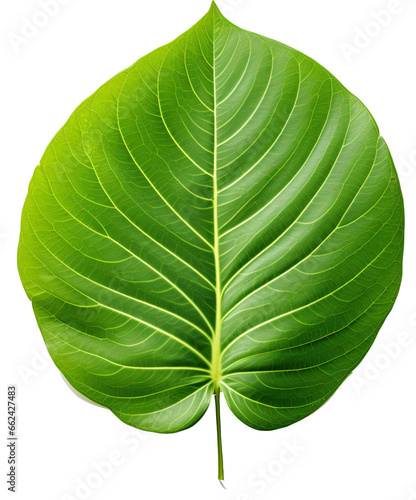  Poplar leaf  isolated on the transparent background PNG.