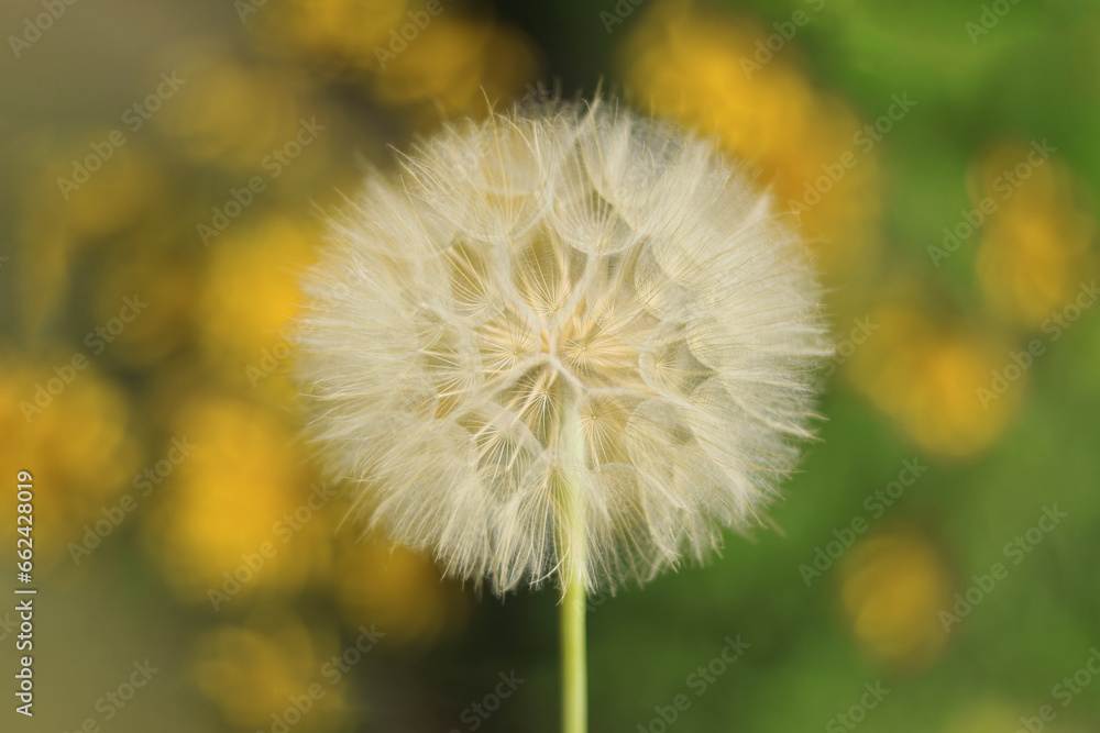 Dandelion flower. Taraxacum Erythrospermum. Abstract nature background of Dandelion in autumn. Silhouette head of Dandelion flower on blurred autumn colorful background. Seed macro closeup. Dandelion flower. Taraxacum Erythrospermum. Abstract nature background of Dandelion in autumn. Silhouette head of Dandelion flower on blurred autumn colorful background. Seed macro closeup.