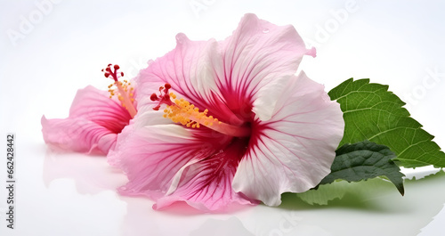  beautiful light pink color hibiscus flower isolated on white background.