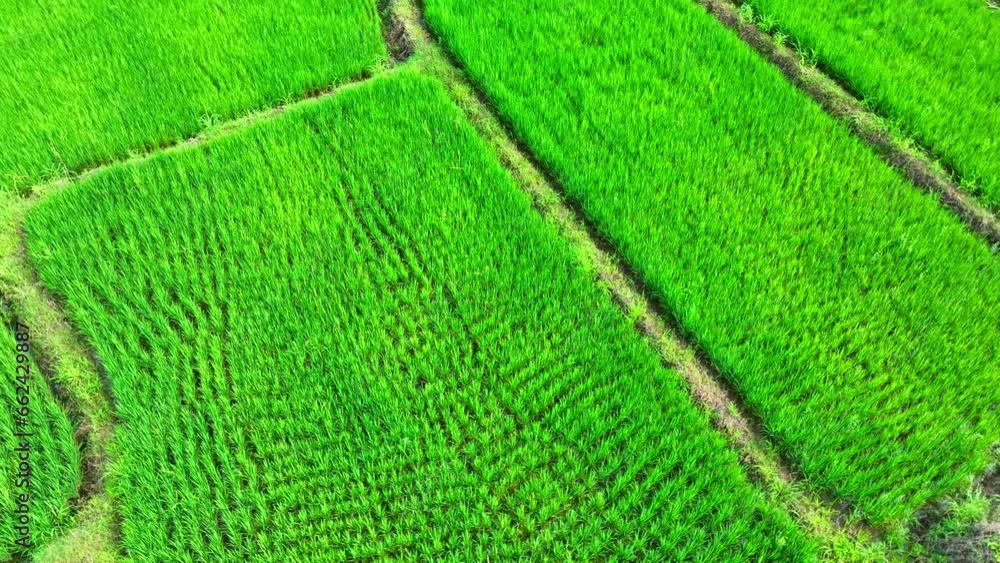 A tapestry of emerald green rice fields stretches endlessly beneath, as if painted by nature itself. Thailand's lush landscapes from above are a sight to behold. Thailand: Top Rice Producer Worldwide. A tapestry of emerald green rice fields stretches endlessly beneath, as if painted by nature itself. Thailand's lush landscapes from above are a sight to behold. Thailand: Top Rice Producer Worldwide.