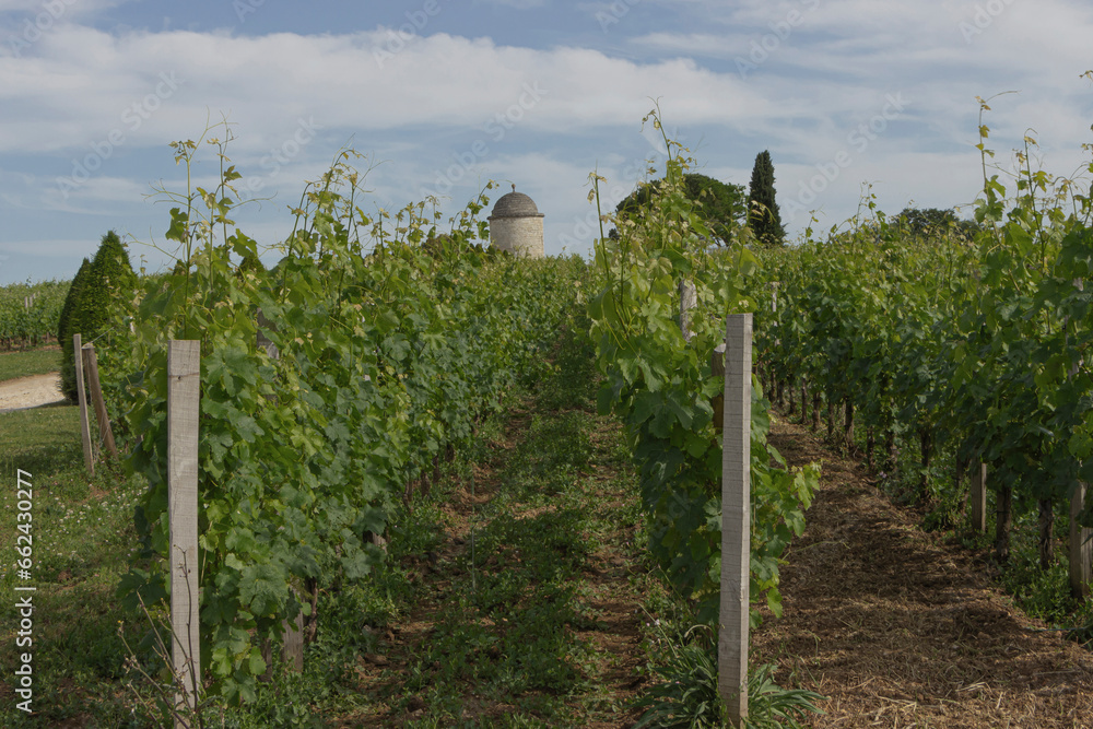 Looking across the vines in a cru Bordeaux vineyard