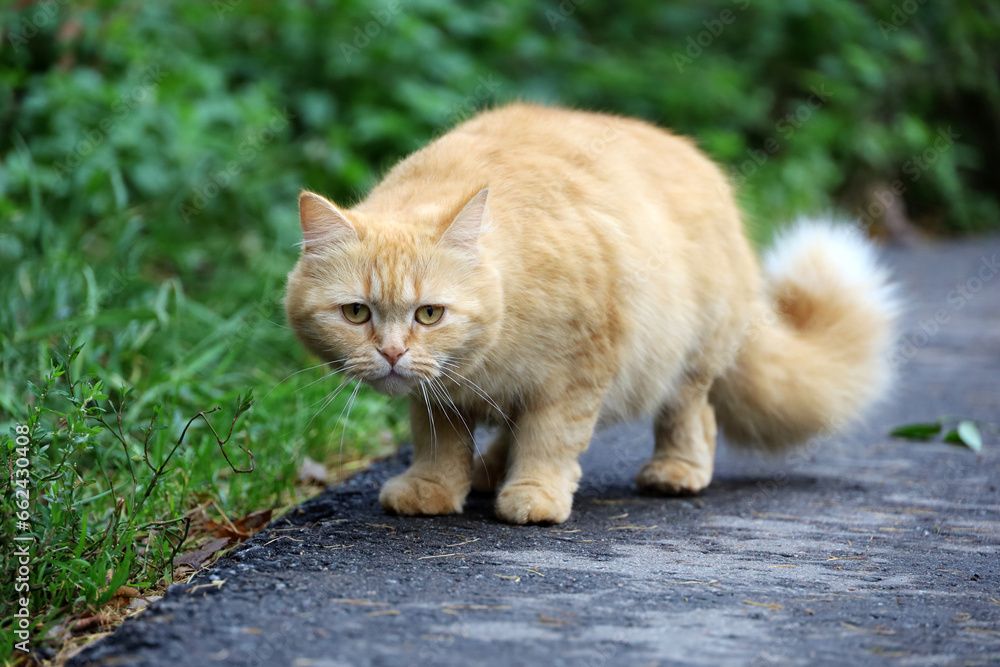 Portrait of red cat standing on a street and looking wary Portrait of red cat standing on a street and looking wary