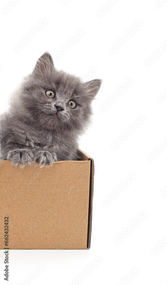 Kitten looks out of a box.