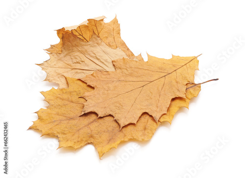 Yellow oak leaves.