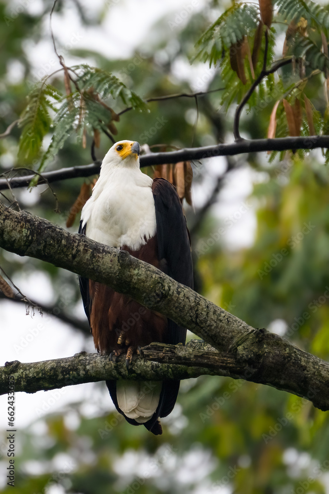 African Fish Eagle portrait on tree branch African Fish Eagle portrait on tree branch