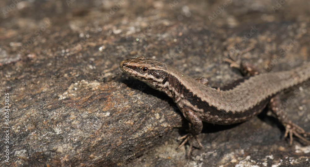 Close-up of a lizard in the wild in Austria, photographed while sunbathing. Close-up of a lizard in the wild in Austria, photographed while sunbathing.