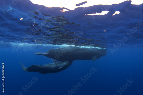 Sperm whale is breathing on the surface. Calm biggest toothed whale in Indian ocean. Sperm whale calf is sucking milk. © prochym