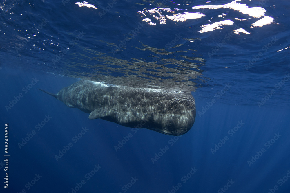 Naklejka premium Sperm whale is breathing on the surface. Calm biggest toothed whale in Indian ocean.