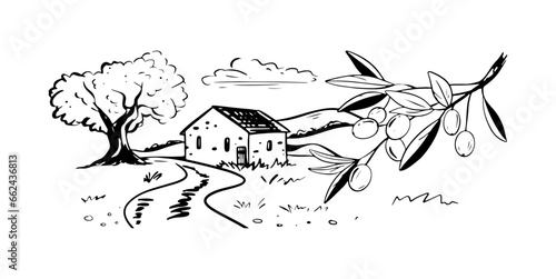 Garden of olive trees vector. Village landscape.