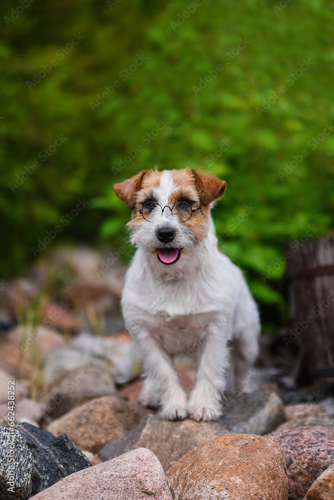Adorable jack russell terrier in glasses