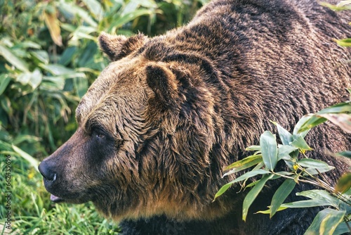 Wallpaper Mural Hokkaido, Japan - October 12, 2023: Closeup of Higuma or Brown bear
 Torontodigital.ca