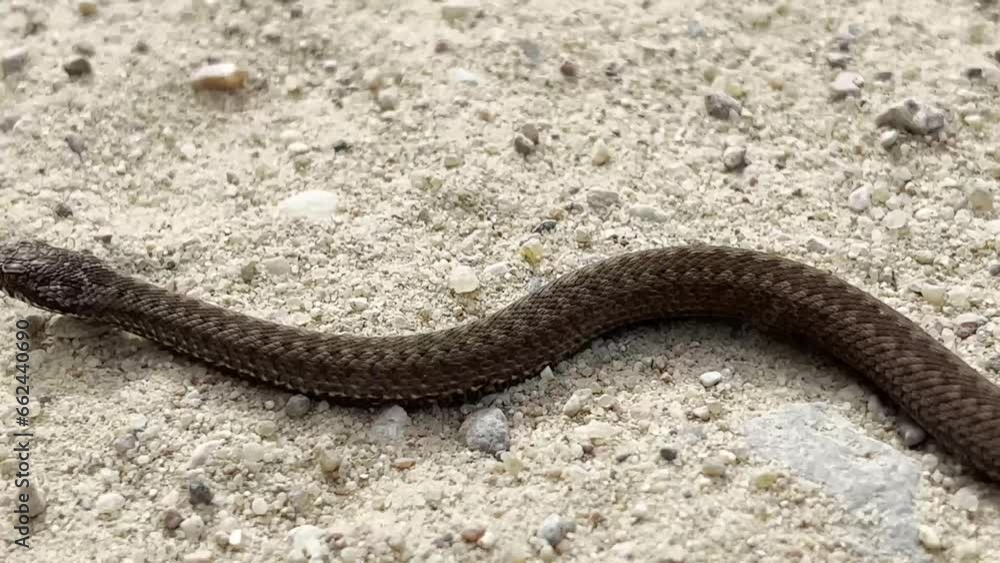 The viper snake (Vipera berus) crawls fast on the sand. The viper snake (Vipera berus) crawls fast on the sand.