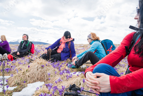 Group of female hikers in mountains during saffron blooming at spring