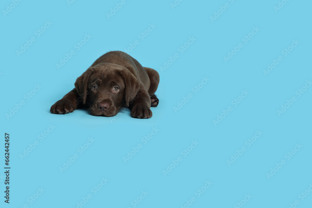 Cute chocolate Labrador Retriever puppy lying on light blue background, space for text