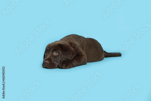 Fototapeta Naklejka Na Ścianę i Meble -  Cute chocolate Labrador Retriever puppy lying on light blue background