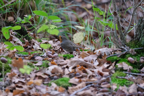 Robin on forest ground with fallen leaves