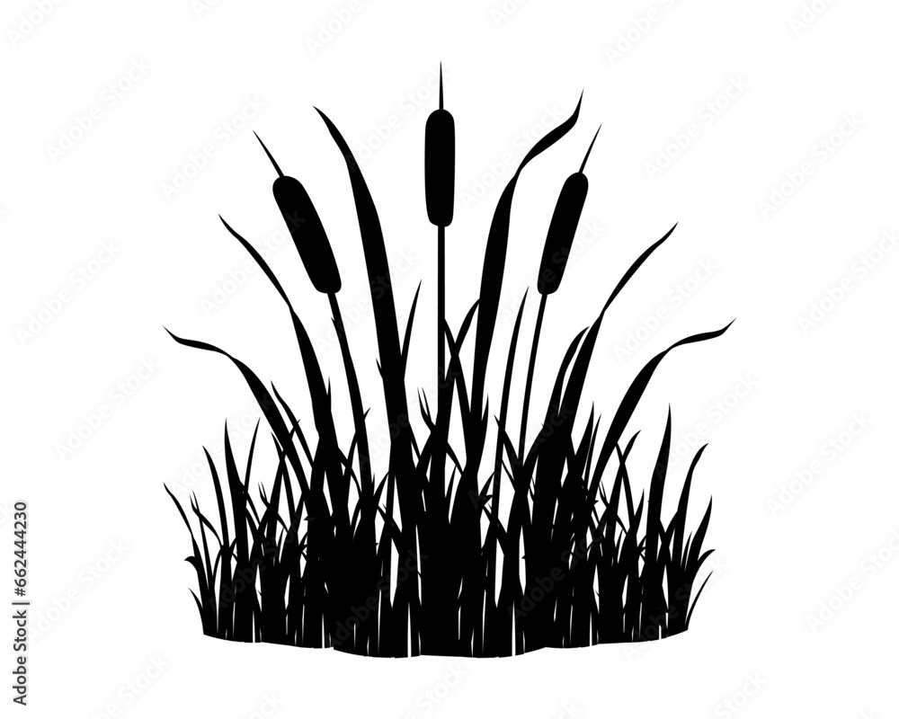 Reeds in grass on white background. Black silhouette of wild swamp vegetation element. River plant - obrazy, fototapety, plakaty 
