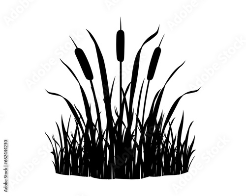 Reeds in grass on white background. Black silhouette of wild swamp vegetation element. River plant