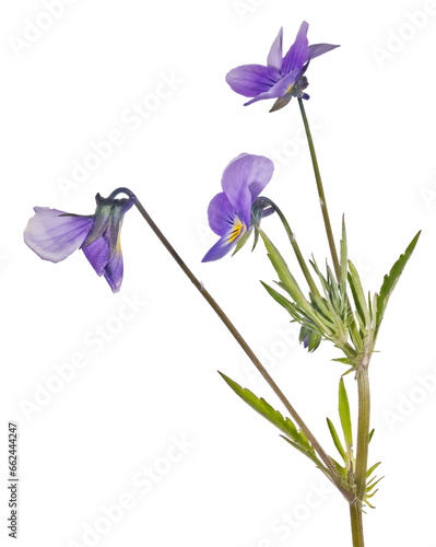 Fototapeta Naklejka Na Ścianę i Meble -  three small pansy dark violet blooms on stem