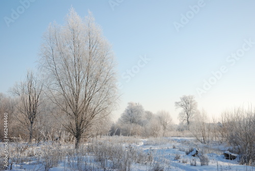 Winter landscape, snowy tree and blue sky. Frosty morning, winter atmosphere.