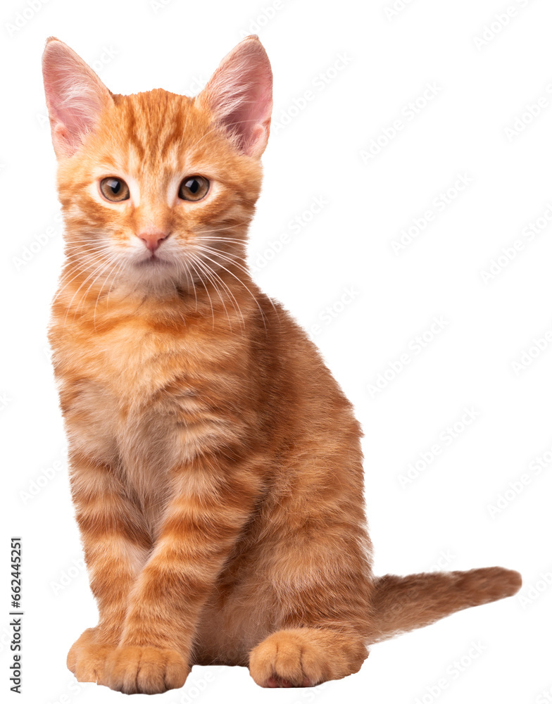 Kot, PNG, zdjęcie bez tła, rudy kot, rudy kociak  - obrazy, fototapety, plakaty 