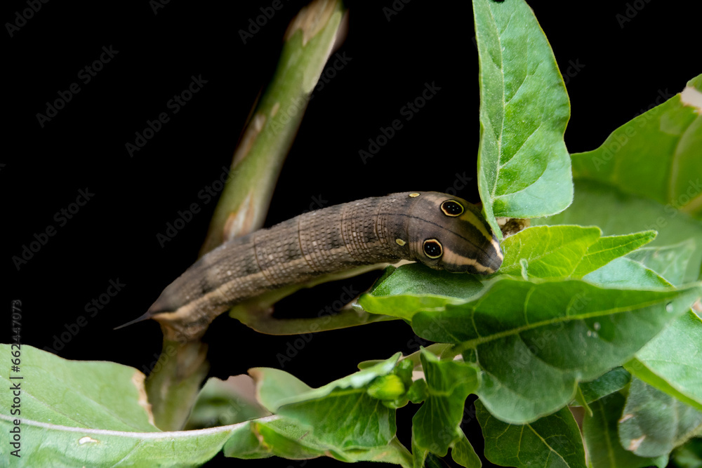 Obraz premium caterpillar on a leaf with a perfect camouflage system