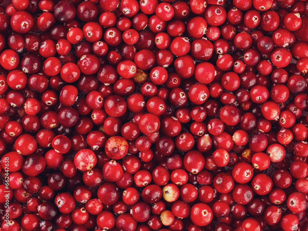 Ripe red appetizing just picked cranberry lingonberries on a solid background selective focus Ripe red appetizing just picked cranberry lingonberries on a solid background selective focus