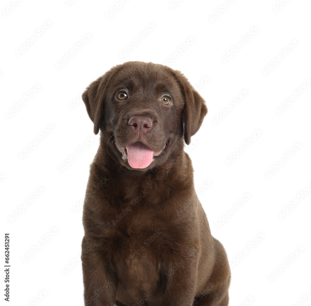 Cute chocolate Labrador Retriever puppy on white background